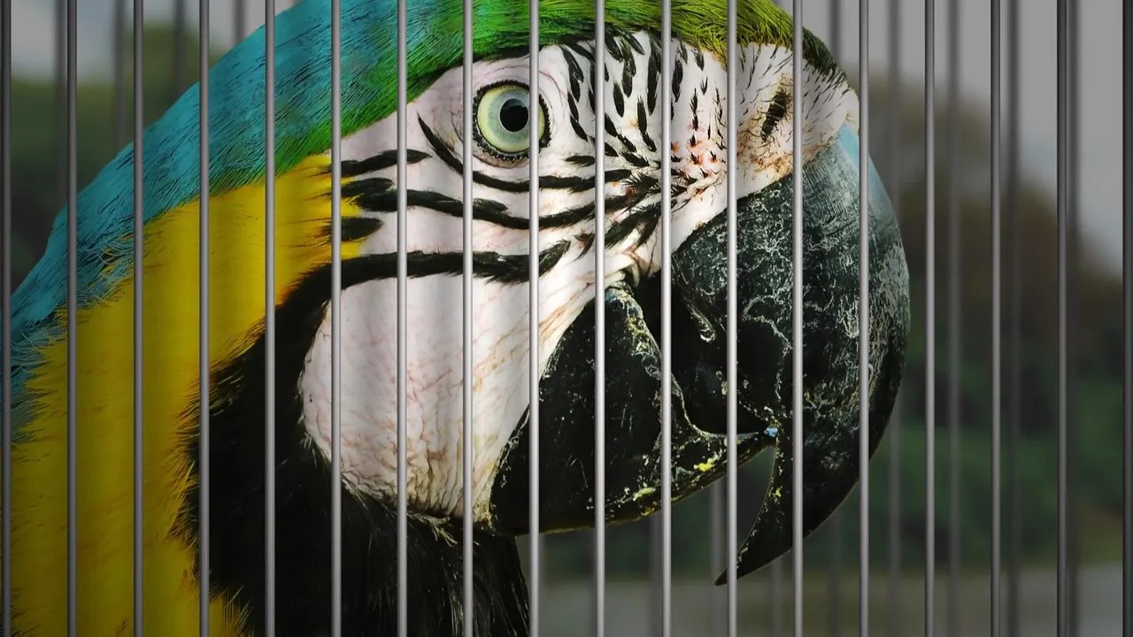 Wildlife trafficking Parrot.jpg