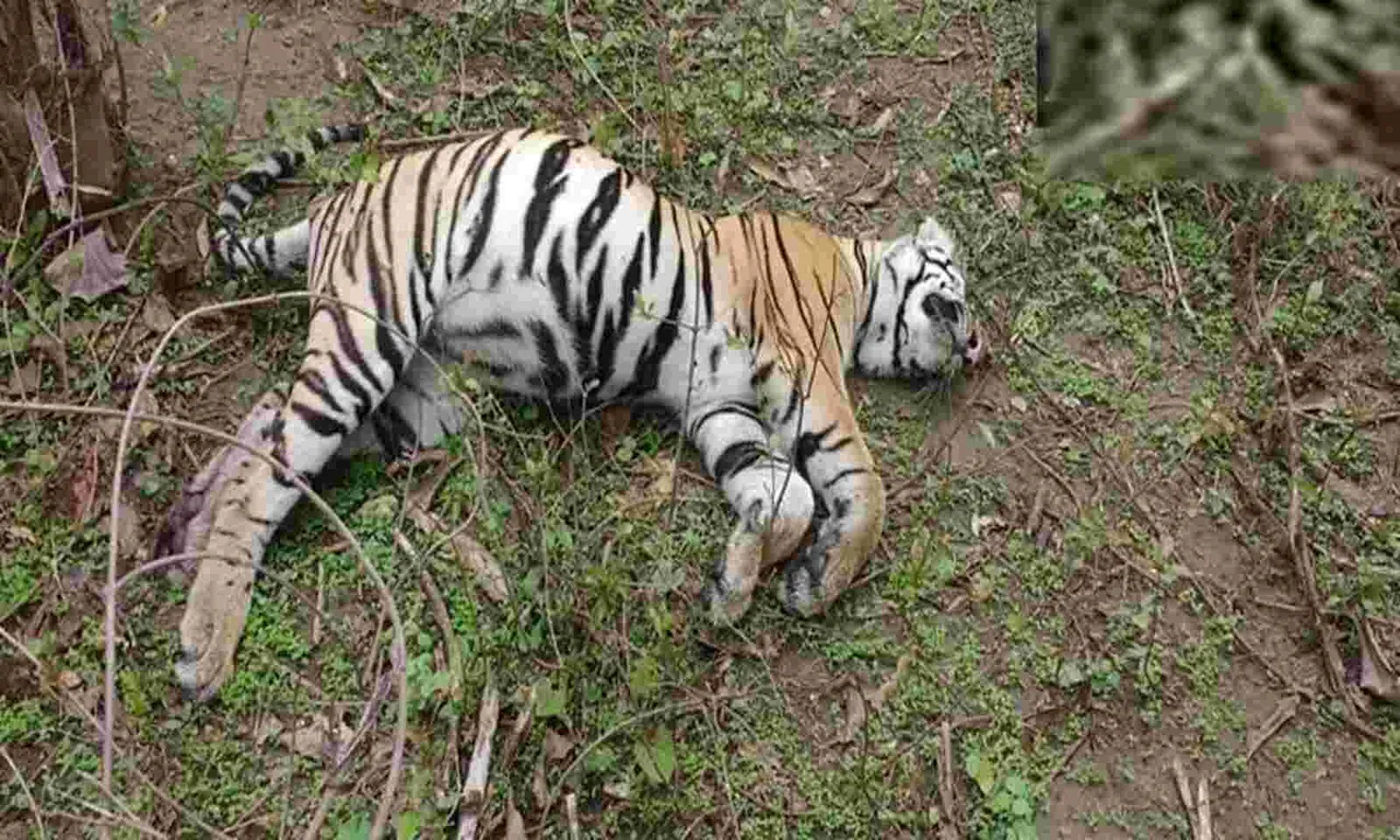 Tiger Killed