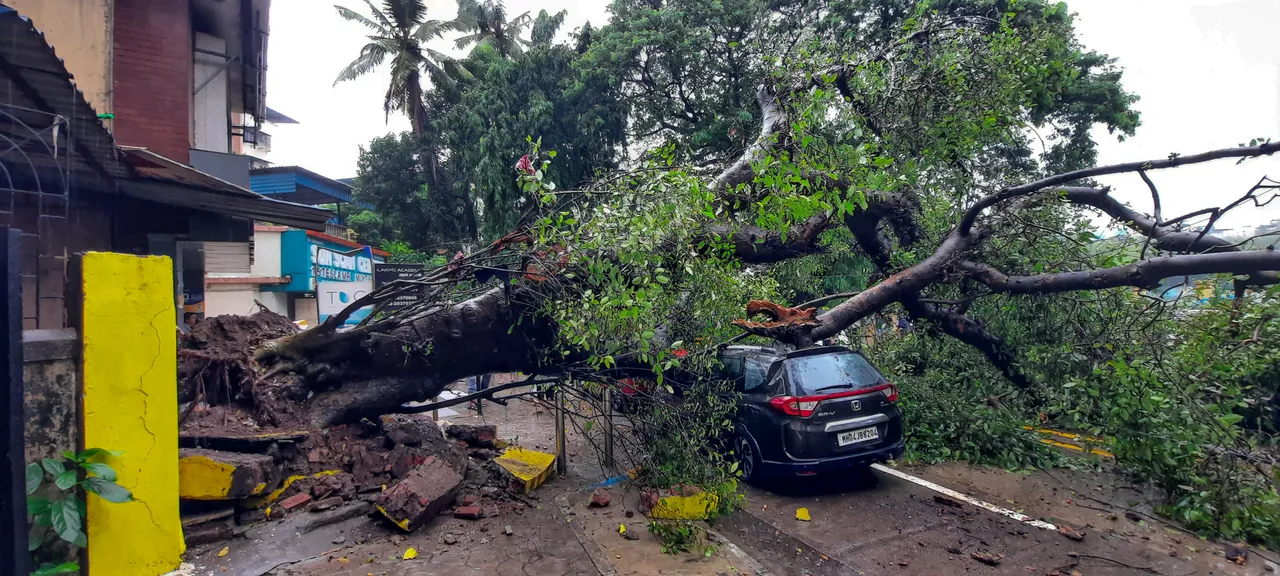 Tree fall Aftermath of rain in Thane Mumbai Weather Winds