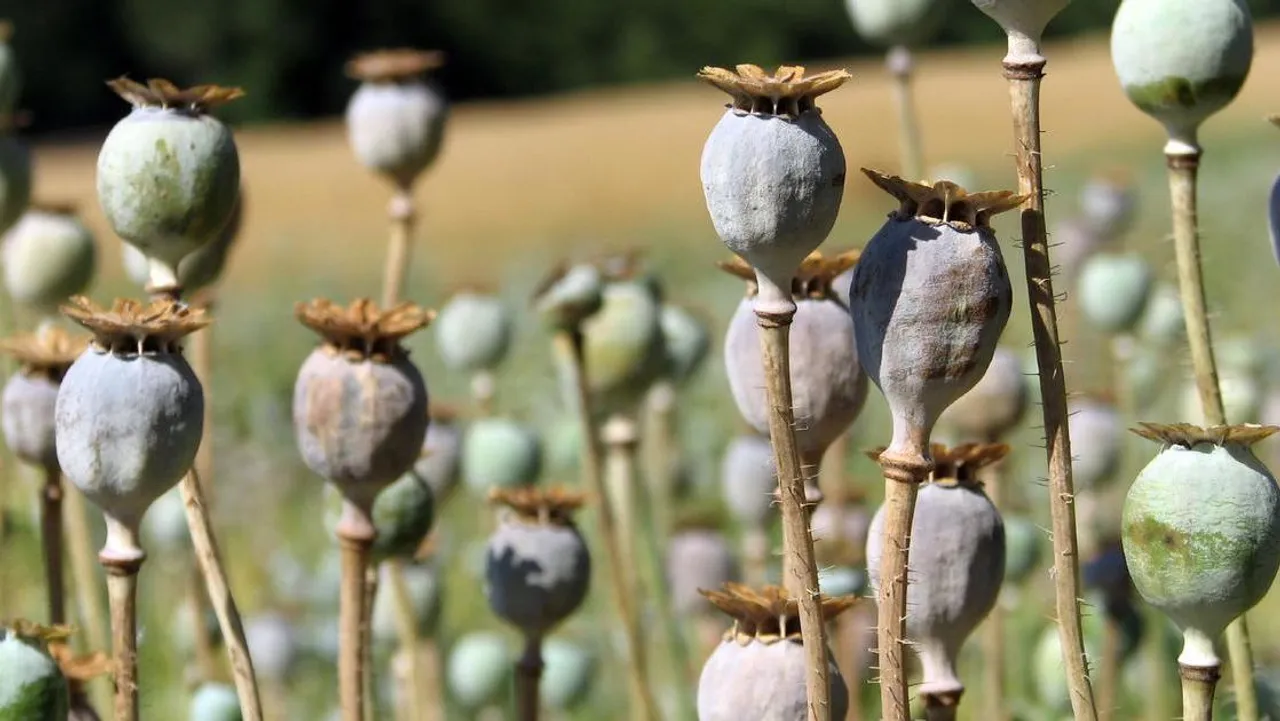 Opium cultivation