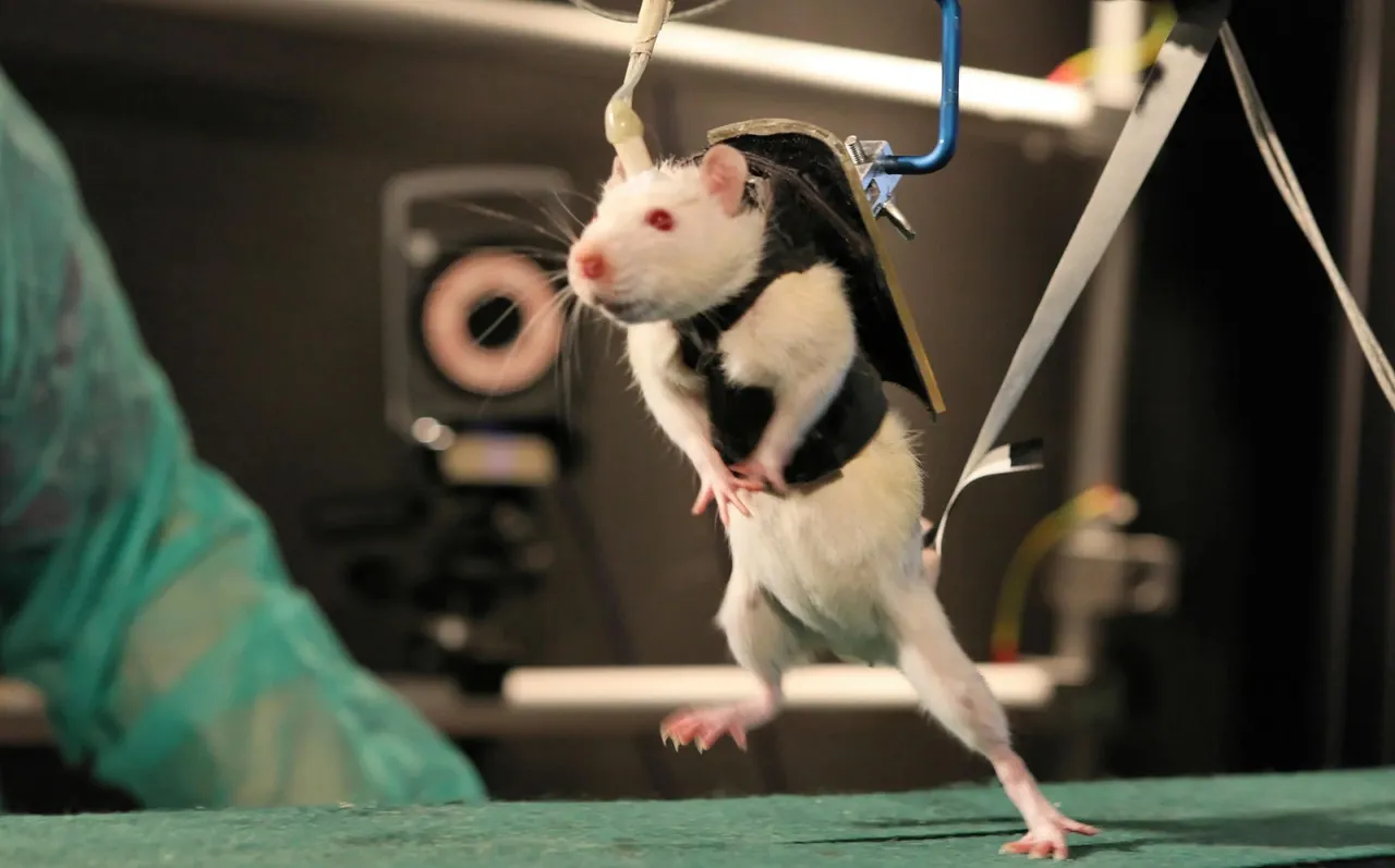 We won’t always have to use animals for medical research. Here’s what we can do instead