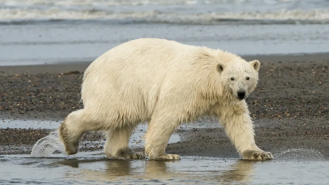 White Polar Bear Alaska