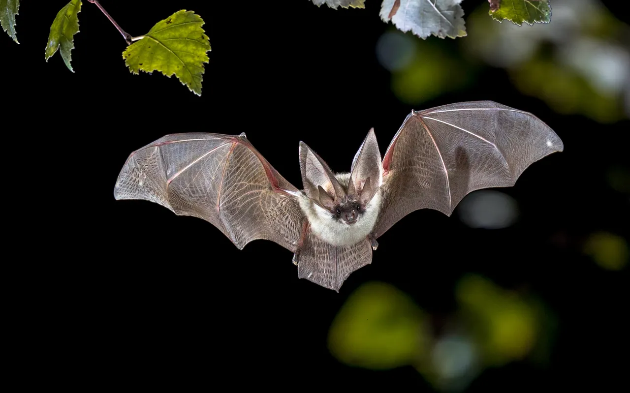 Leave bats alone in their habitats for a pandemic-free future, says study