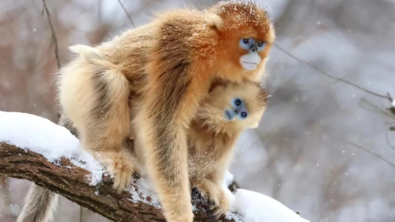 Cold Climate Primate Evolution.jpg