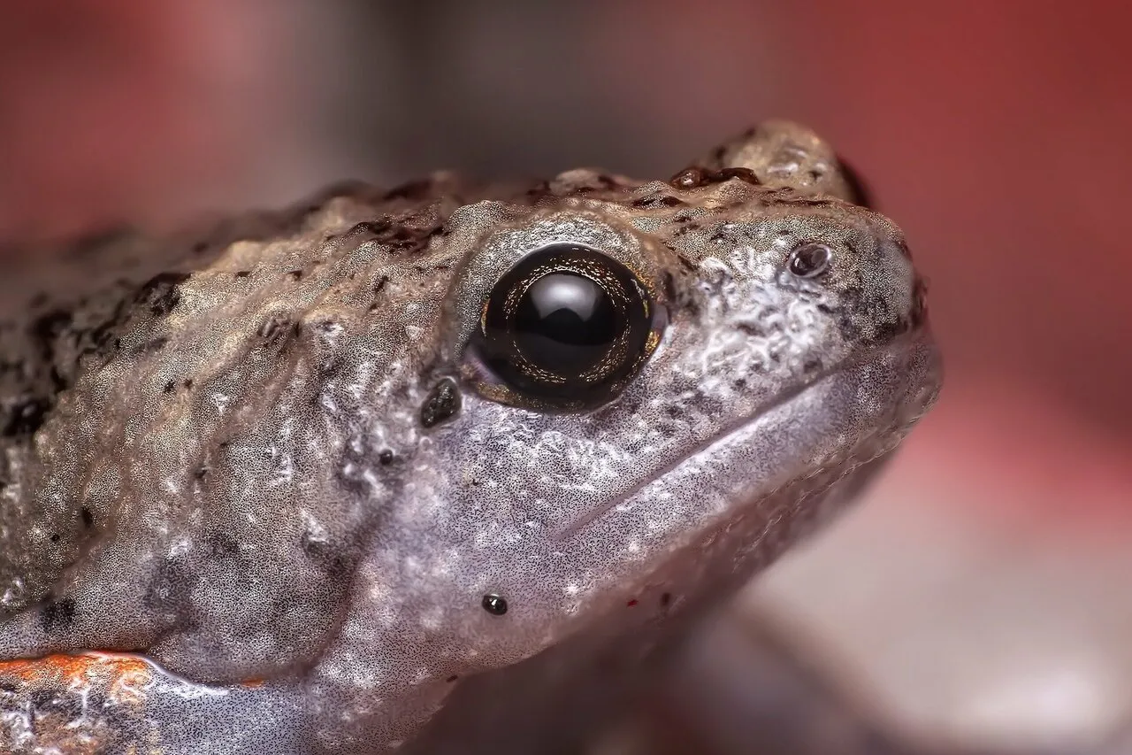 amphibian frog