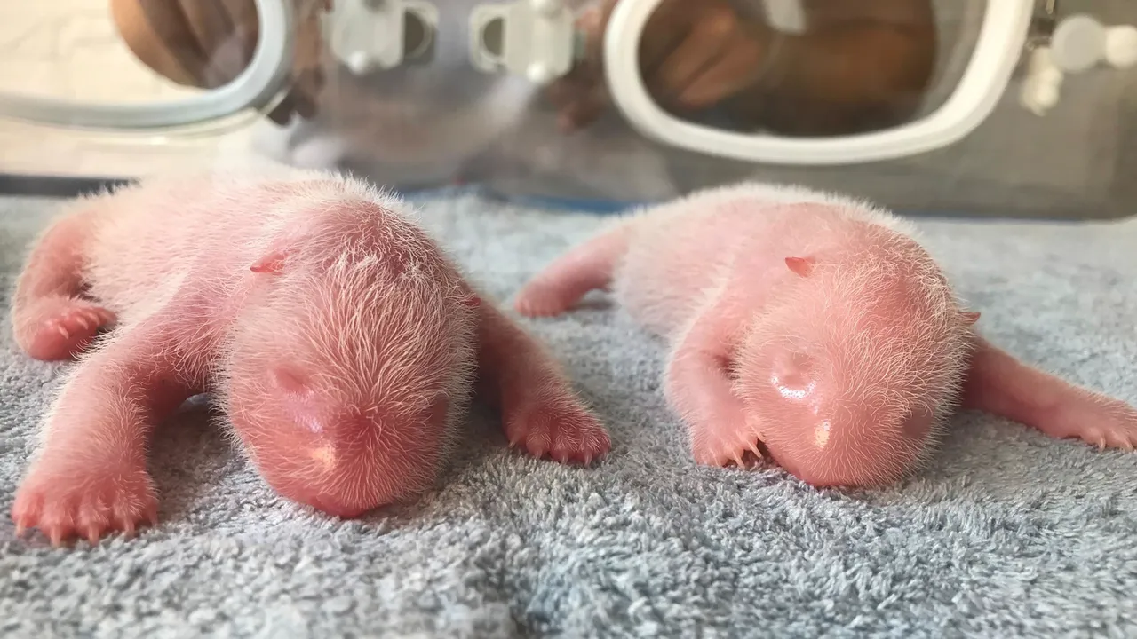 Can animals give birth to twins?