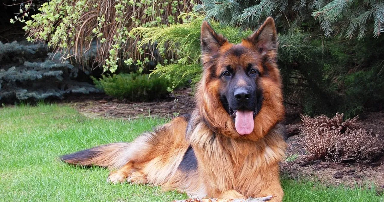 German Shepherd attacks college student in Gurugram; owner booked