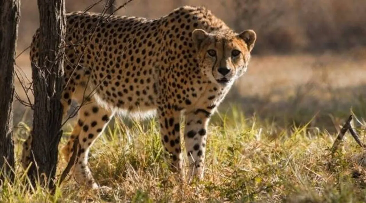 Cheetah deaths.jpg