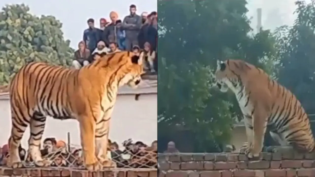 Tigress, resting atop Gurudwara wall in UP’s Pilibhit