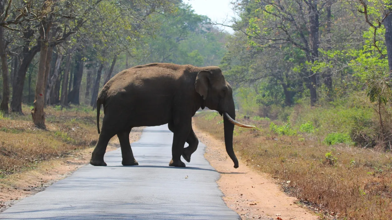 Wild tusker Arikomban freed into forest, his health is fine, says TN forest official