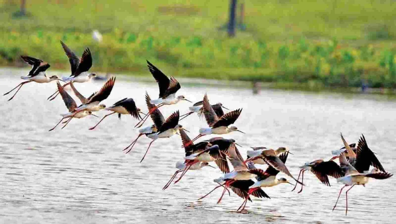 Bihar wetlands report around 70,000 birds this year