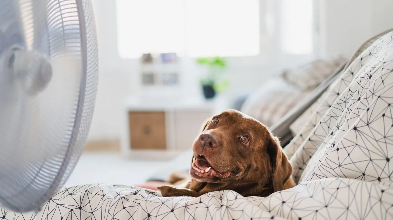 Home Cool Air Condition Dog Pets