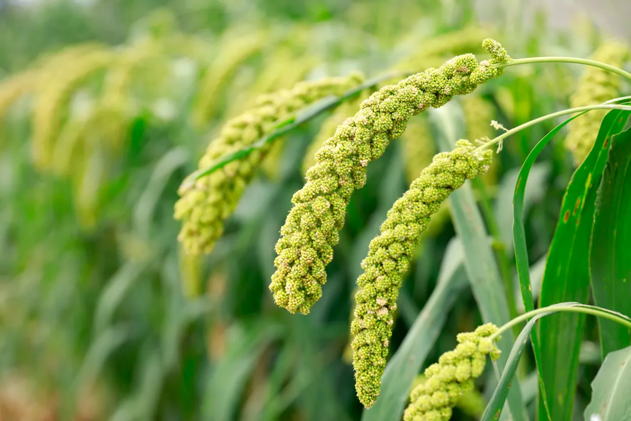 foxtail millet crop.jpg
