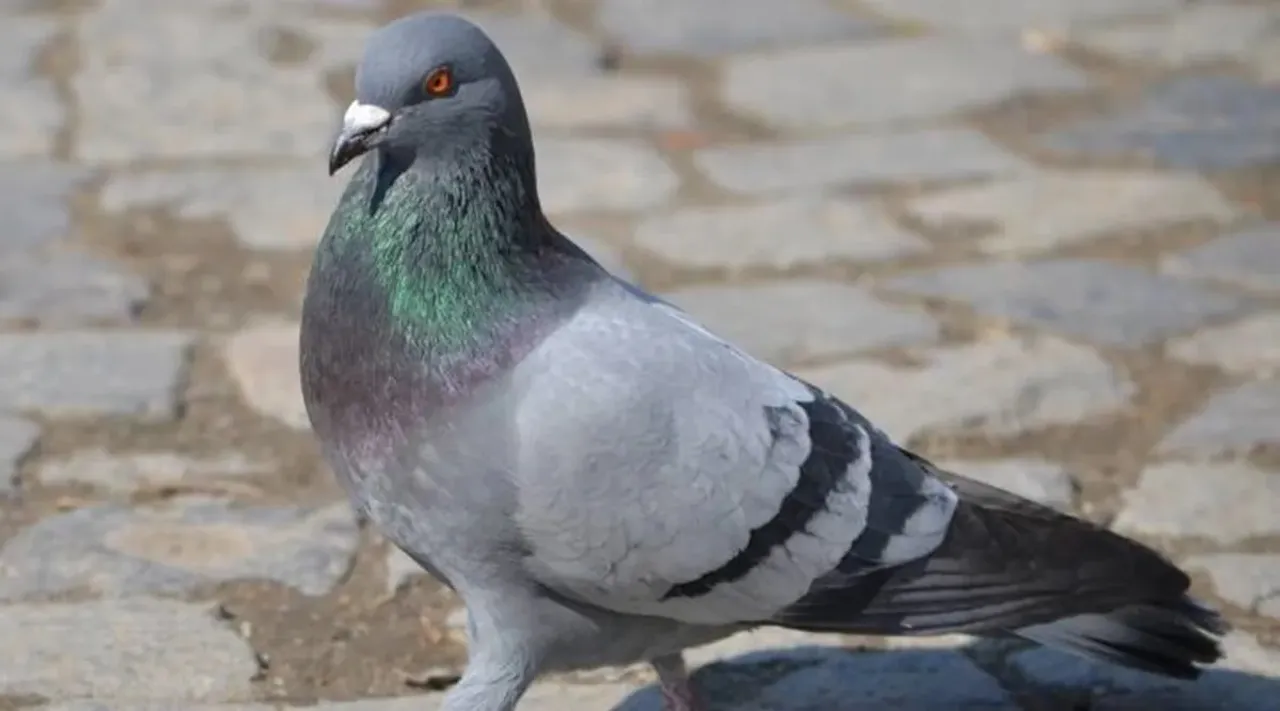 spy pigeon Mumbai Police
