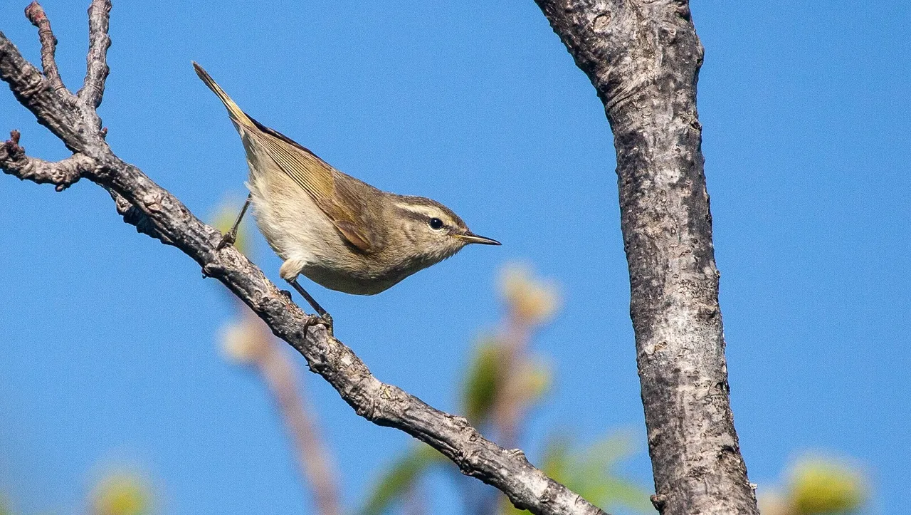 Rare 'Tytler's leaf Warbler' bird spotted for first time in Bihar