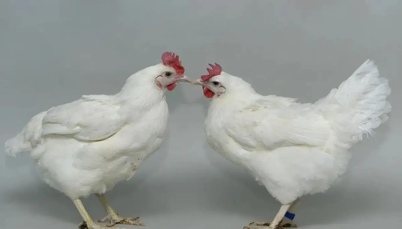 Genetically edited chickens used to limit bird flu spread