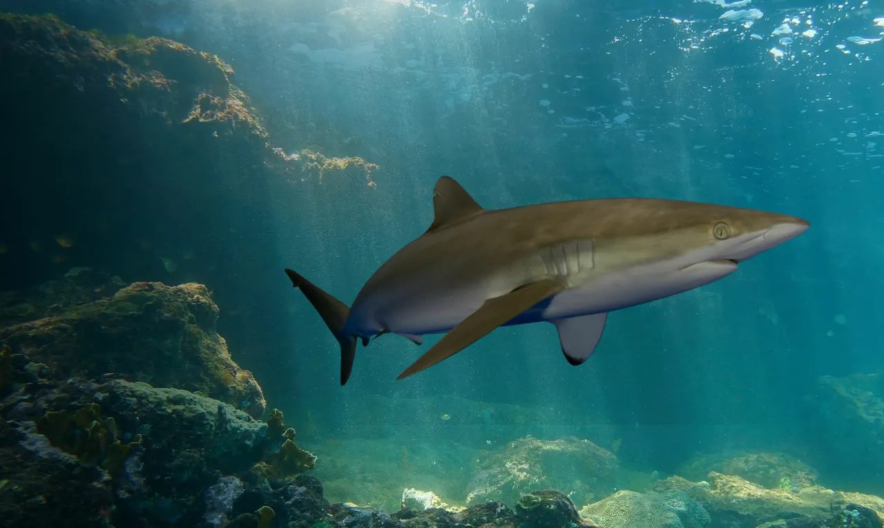 The secret lives of silky sharks: Unveiling their whereabouts supports their protection