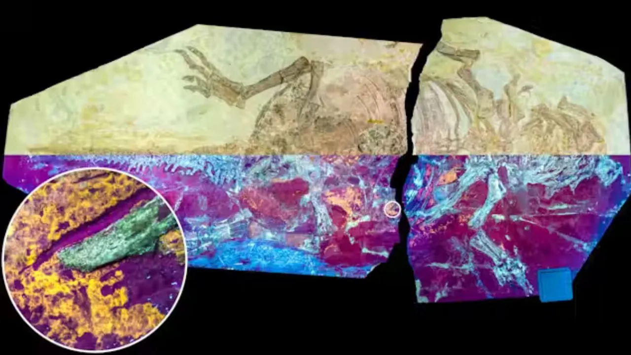 The studied Psittacosaurus under natural (upper half) and UV light (lower half)