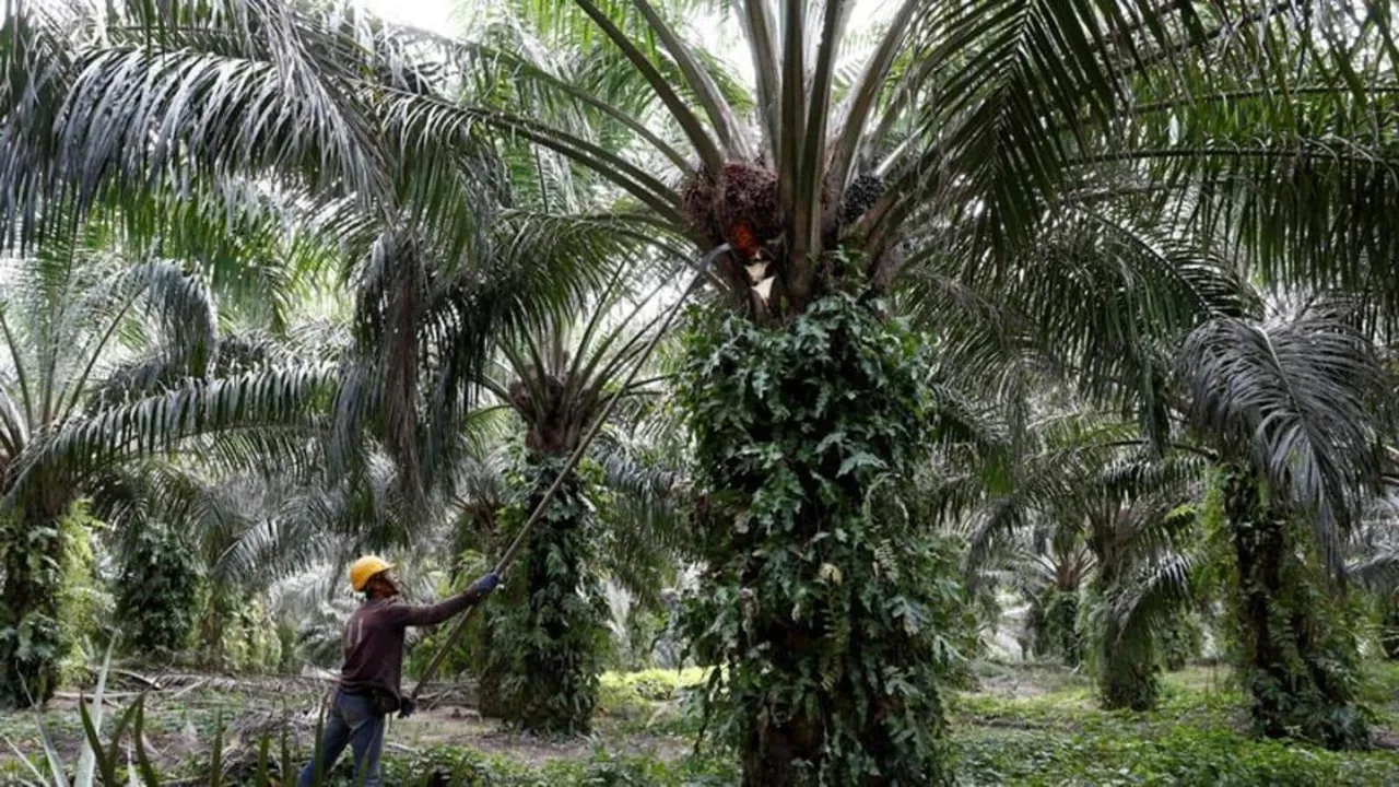 palm oil cultivation.jpg