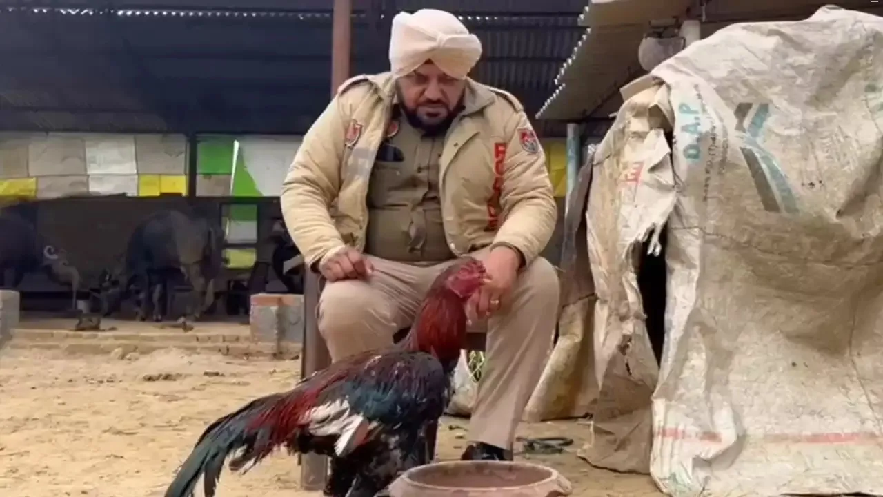 Chicken Cockfight Punjab