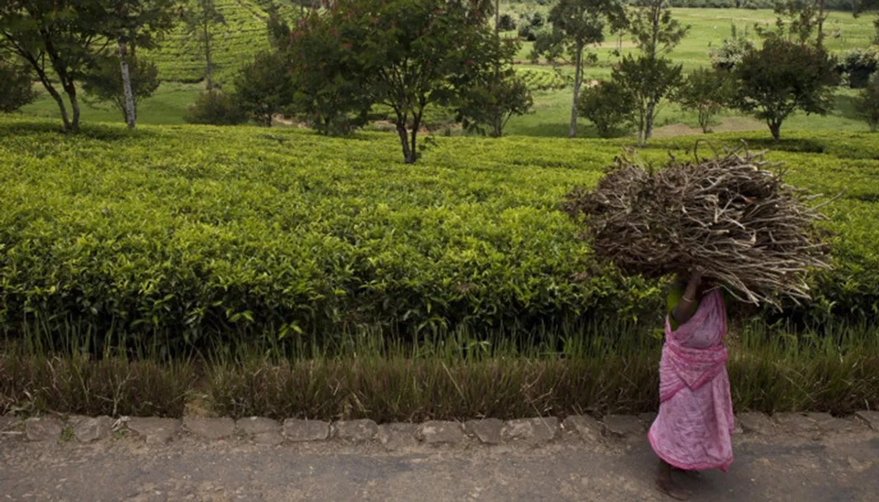 Women carrying twigs