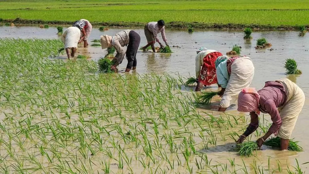 paddy farming in india