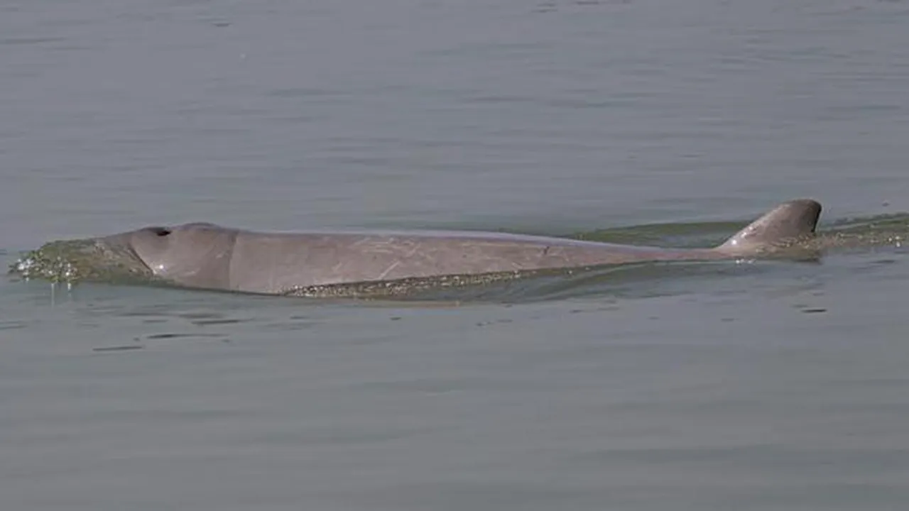 Dolphins boom in Odisha chilika lake