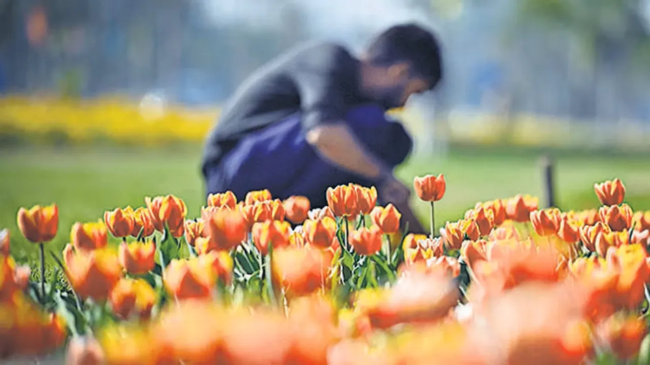 Budget Session Tulips NDMC