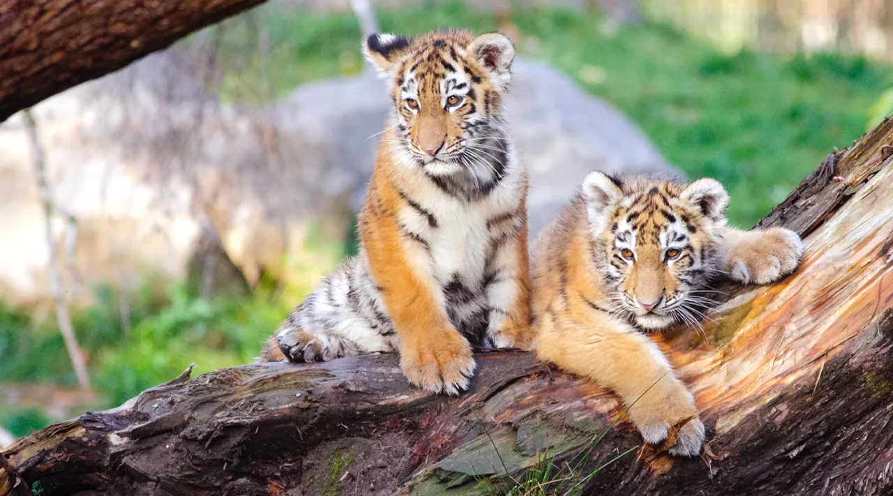 Tiger Cubs Tiger Reserve