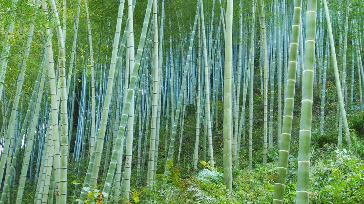 Bamboo for erosion control.jpg