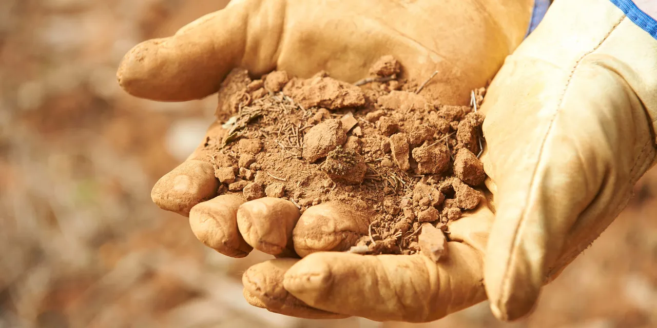 How soils changed life on Earth