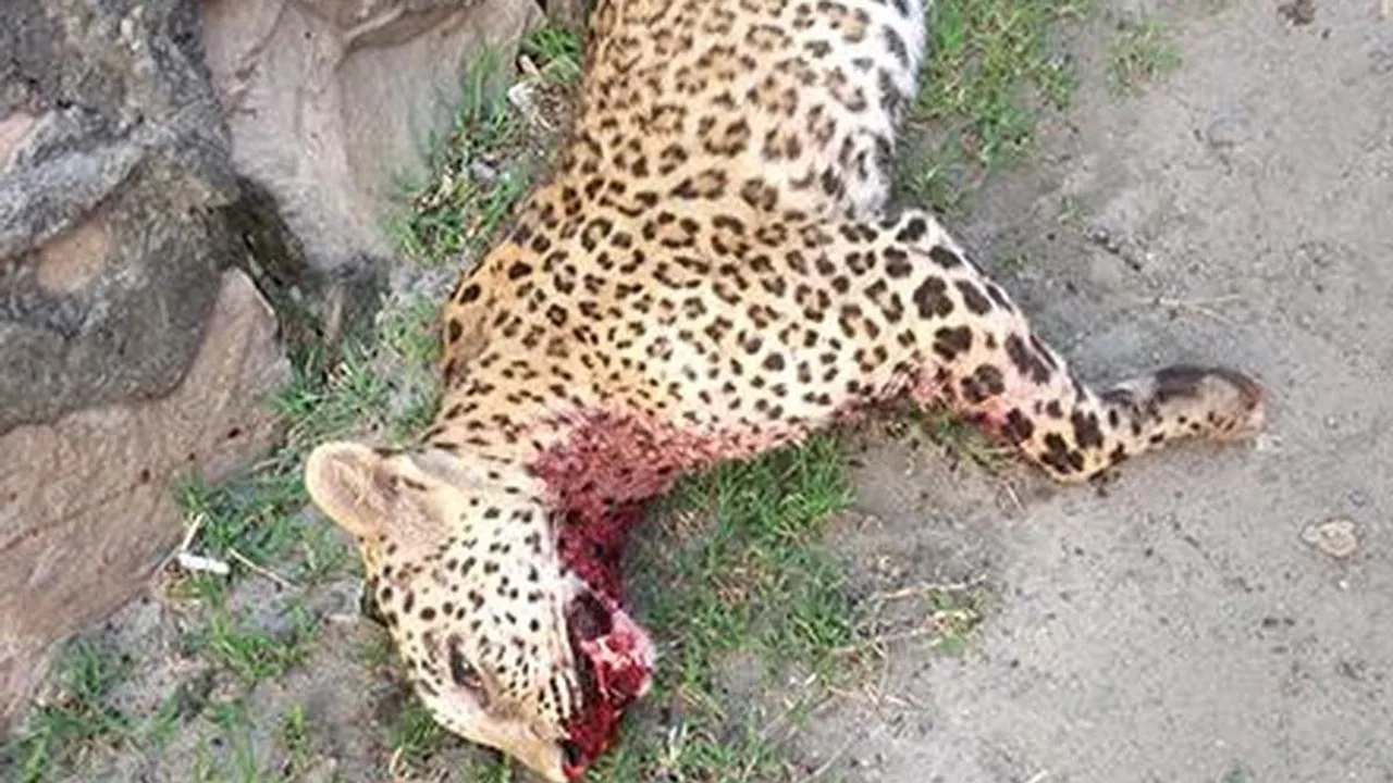 Leopard found dead in Chhattisgarh's Korba district; some body parts missing