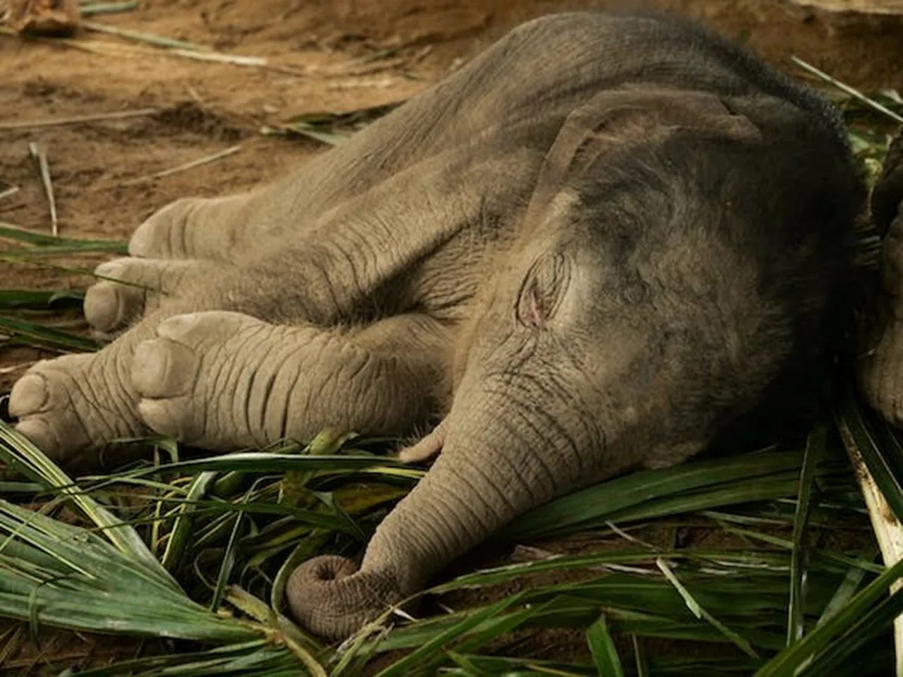 baby elephant.jpg