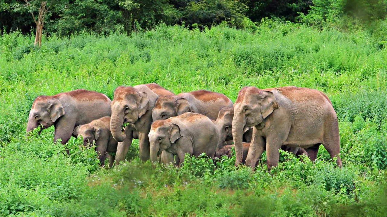 Tamil Nadu records increase in wild elephant population