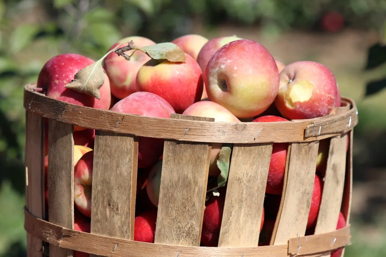 JK horticulture dept expects bumper apple crop in Kashmir this year