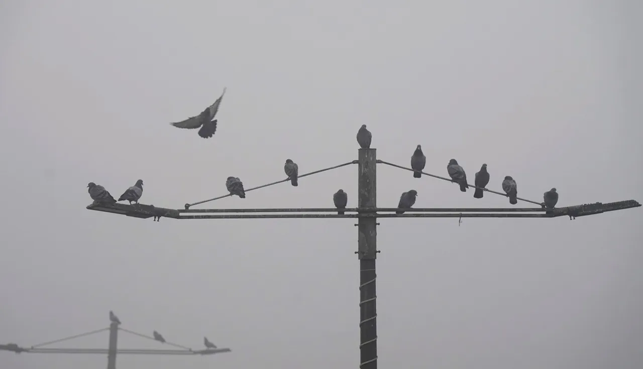 Pigeons perch on a street light during a cold and foggy winter morning, in New Delhi, 