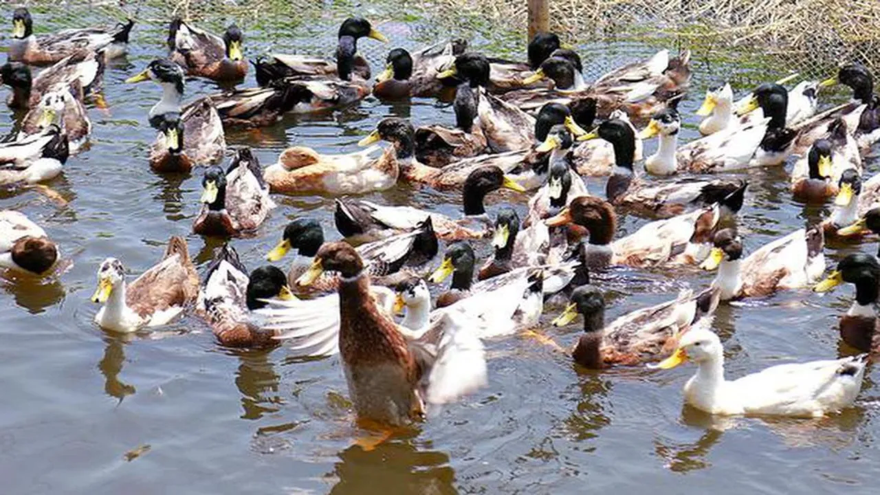 Ducks Bird Flu Avian Flu