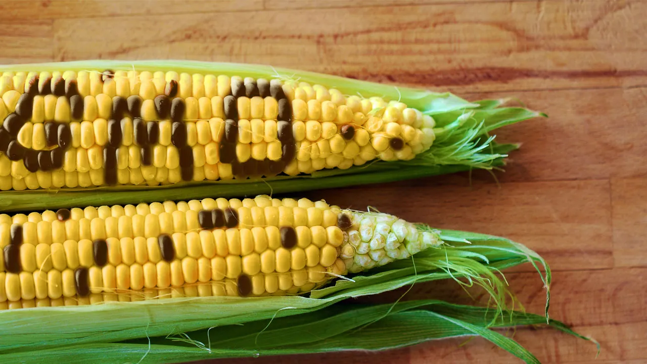 Genetically Modified Crops.jpg