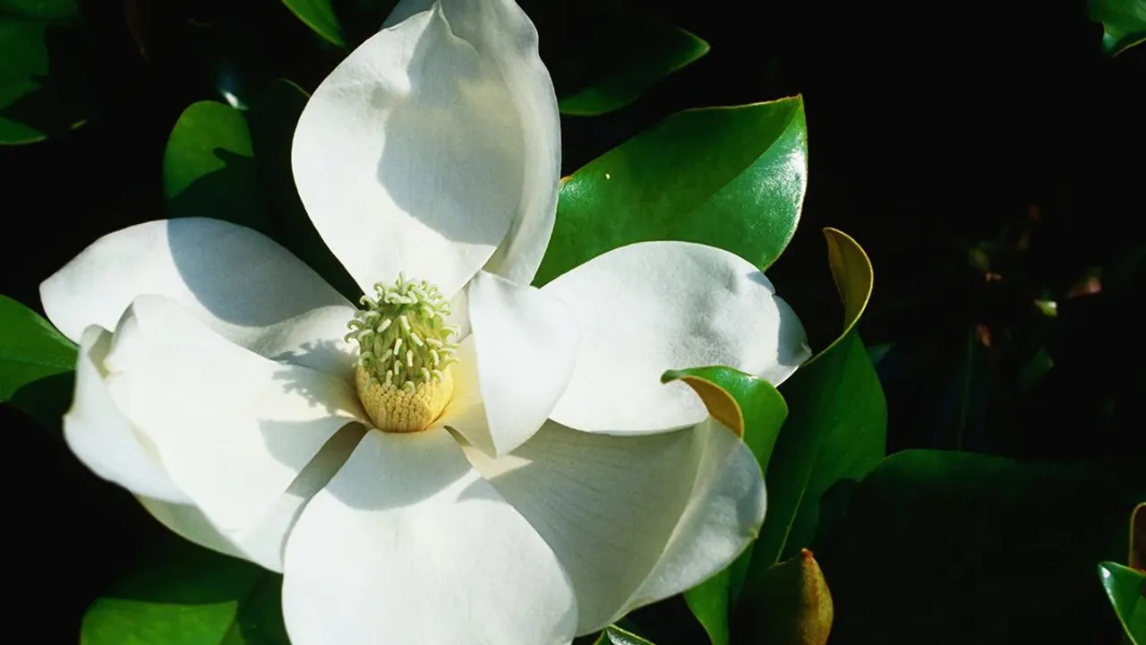 Magnolia bloom