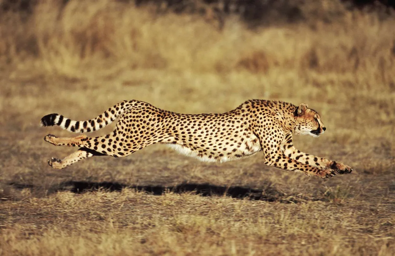 Inadequate space for cheetahs in Kuno National Park: Ex-WII official