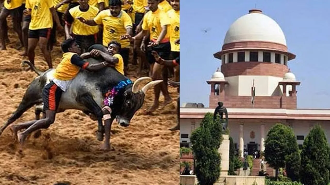 SC upholds validity of Tamil Nadu law allowing bull-taming sport 'Jallikattu'