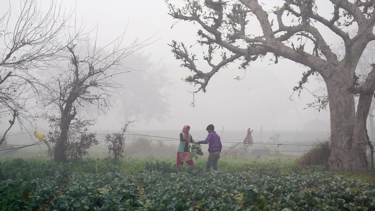 Farmers pluck vegetables at a farm on a cold and foggy winter morning