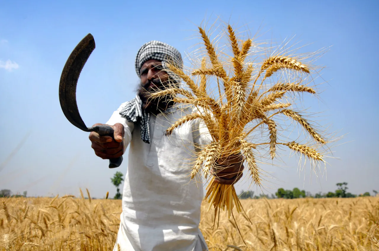 Wheat harvesting season Farmer Crop Agriculture