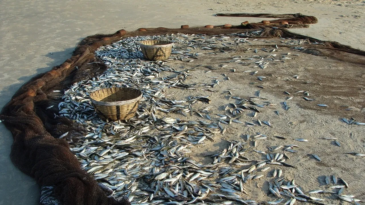 Indian oil sardine.jpg