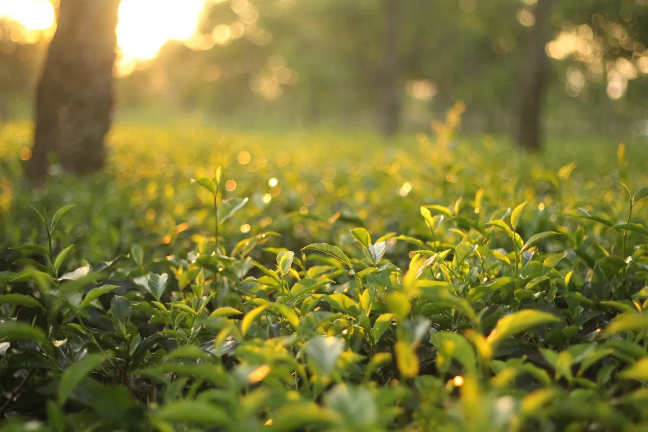 Tea cos to witness 8% dip in revenue on decline in exports: Report
