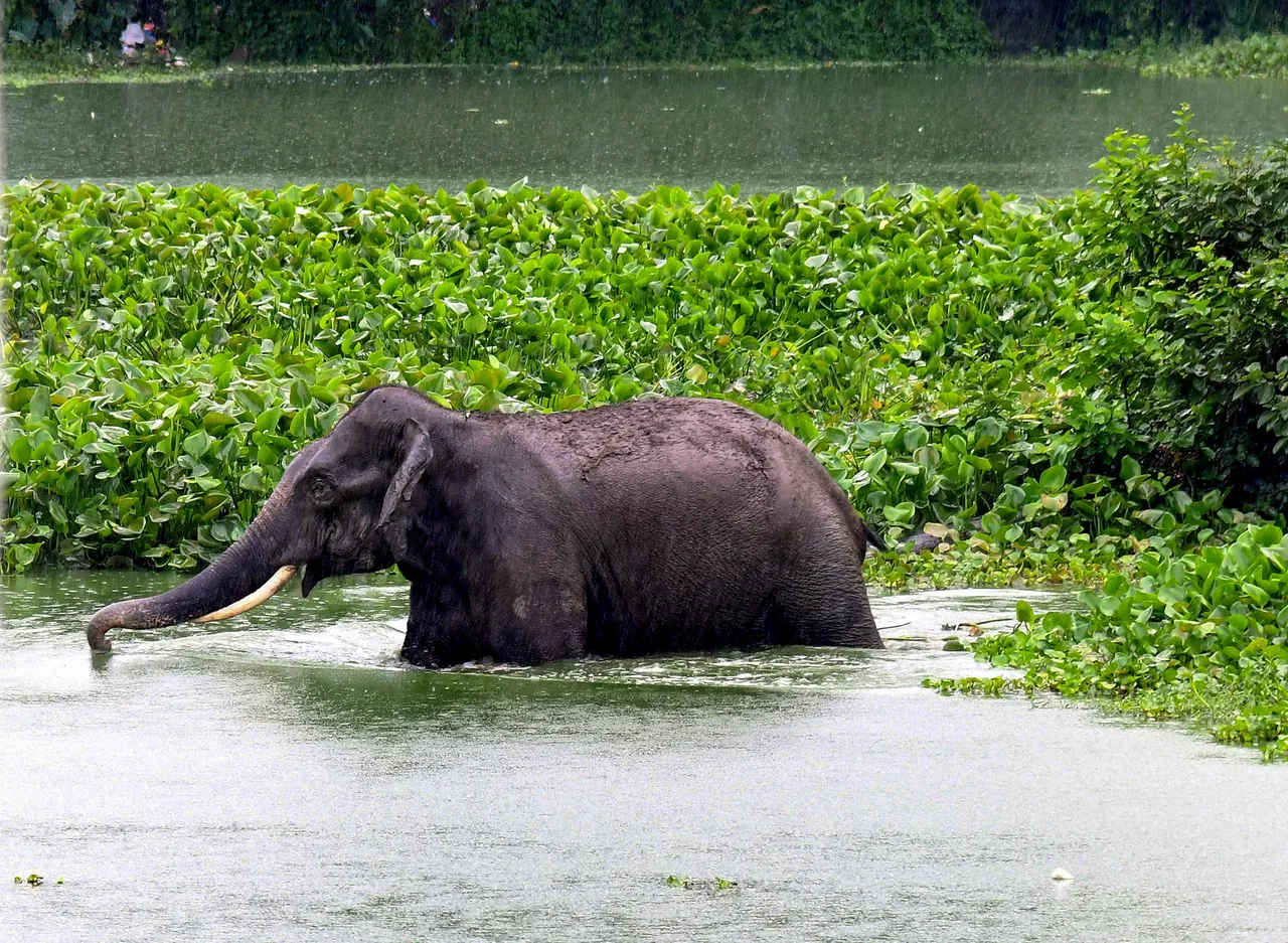 A wild elephant at a flood-affected area amid rain, in Tezpur