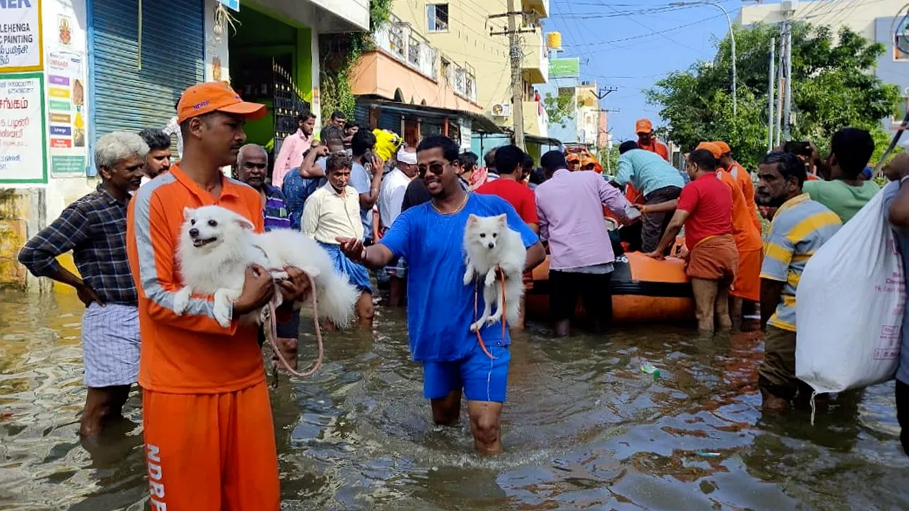 NDRF personnel rescue stranded residents and pets from a flooded colony after heavy rainfall owing to Cyclone Michaung