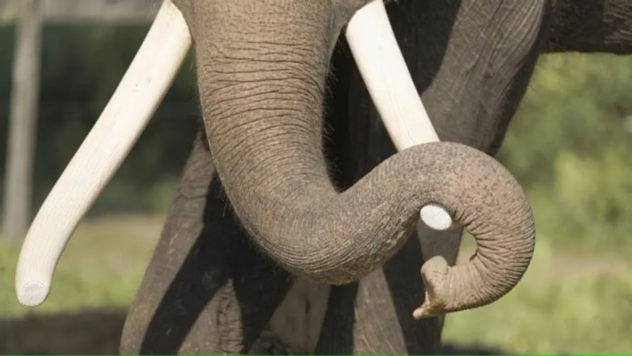 Elephant 'Malti' transferred from Amber to Vantara elephant sanctuary