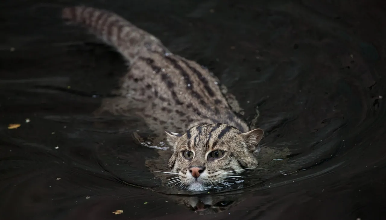 Conservative breeding programme on to protect 'vulnerable' fishing cat, Bengal’s state animal