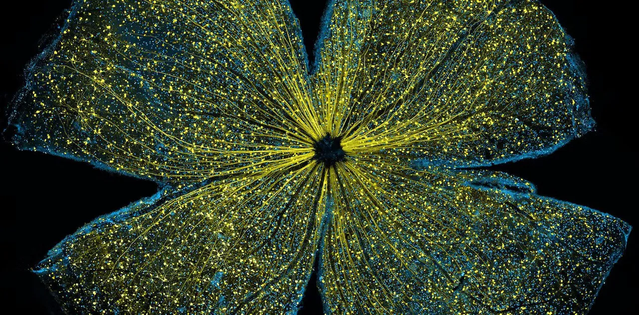 Seeing what the naked eye can’t − 4 essential reads on how scientists bring the microscopic world into plain sight